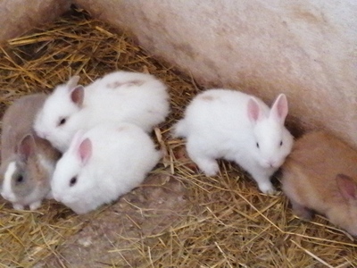 Zwergkaninchen - unbekannt