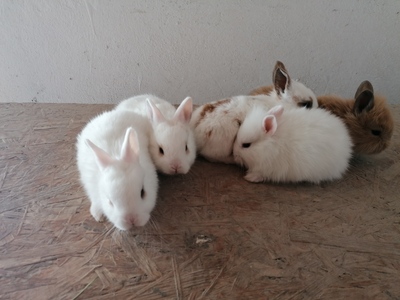 Zwergkaninchen - weiblich