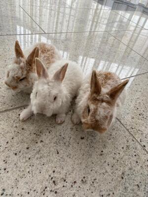 Zwergkaninchenmix - unbekannt