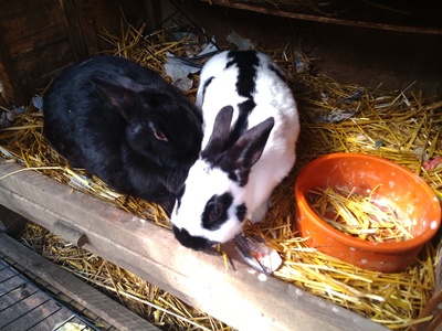 Zwergschecken, Zwergkaninchen - weiblich