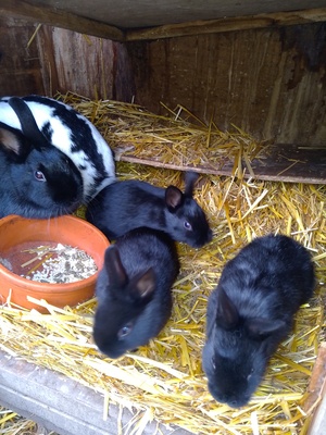 Zwergschecken schwarz, Zwergschecken - männlich