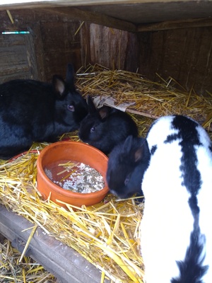 Zwergschecken schwarz, Zwergschecken - männlich