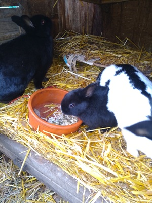 Zwergschecken schwarz, Zwergschecken - männlich