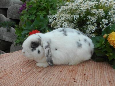 Zwergwidder Häsin - weiblich