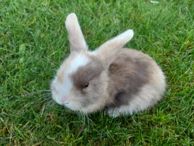 Zwergwidder / NHD / Mini Lop Jungtier - unbekannt