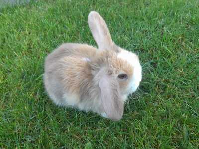 Zwergwidder / NHD / Mini Lop Jungtier - unbekannt