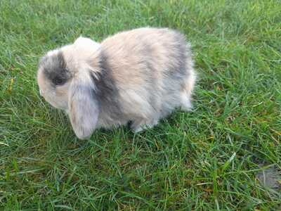 Zwergwidder / NHD / Mini Lop Jungtier - unbekannt