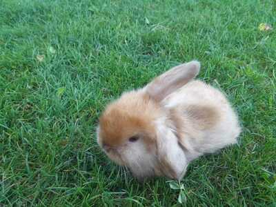 Zwergwidder / NHD / Mini Lop Jungtier - unbekannt