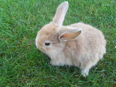 Zwergwidder / NHD / Mini Lop Jungtier - unbekannt