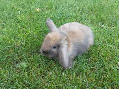 Zwergwidder / NHD / Mini Lop Jungtier - unbekannt