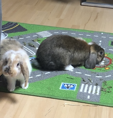 Zwergwidder und Zwergkaninchen - männlich