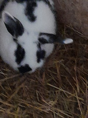 Zwergwidder und Zwergkaninchen - männlich