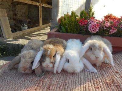 Zwerwidder babys - unbekannt