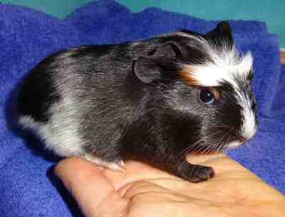 bezaubernde Meerschweinchen Kinder dürfen ausziehen, Jungtier - weiblich