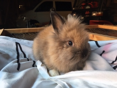 bunny, Löwenkopfzwerge Jungtier - unbekannt