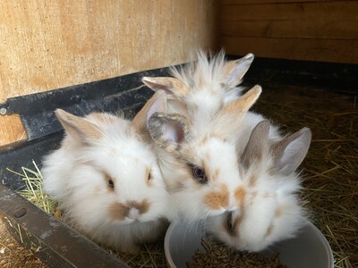 felly, Löwenkopfzwerge Jungtier - weiblich