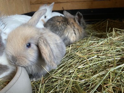 jimmy, Zwergkaninchen - weiblich