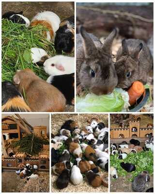 verschiedene Meerschweinchen jeglicher Art - weiblich