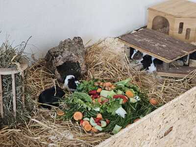 verschiedene Meerschweinchen jeglicher Art - weiblich