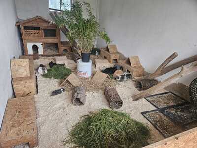 verschiedene Meerschweinchen jeglicher Art - weiblich