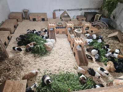 verschiedene Meerschweinchen jeglicher Art - weiblich