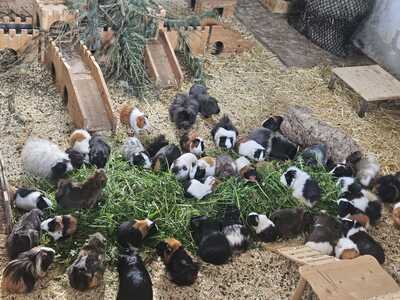 verschiedene Meerschweinchen jeglicher Art - weiblich