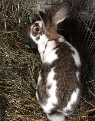 weiblich, Deutsche Riesenschecken Jungtier - männlich