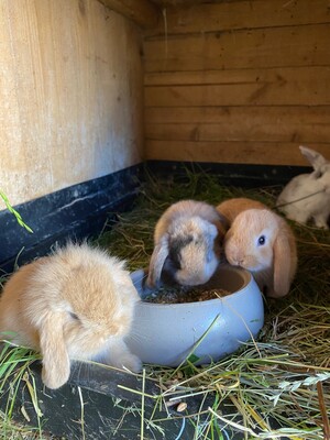 widi, Löwenkopfwidder Jungtier - weiblich