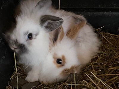 zwergi, Zwergwidder / NHD / Mini Lop - weiblich