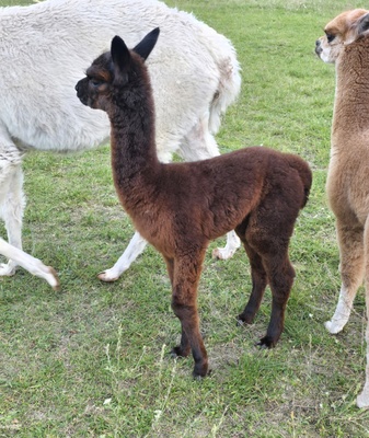 Alpaka - männlich