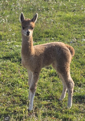 Alpaka - männlich