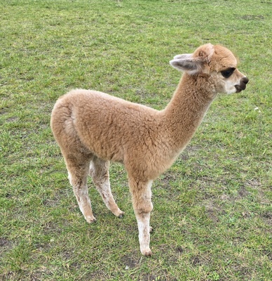 Alpaka - männlich