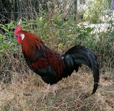 Altsteirer - männlich