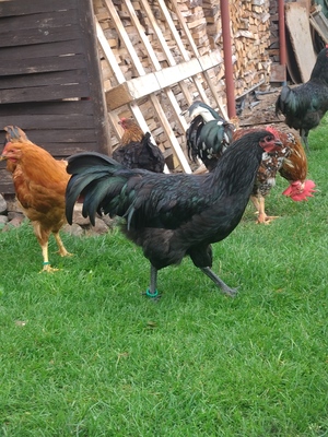 Australorps Jungtier - männlich