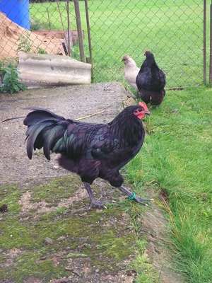 Australorps Jungtier - männlich