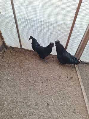 Ayam Cemani Jungtier - männlich