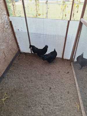 Ayam Cemani Jungtier - männlich