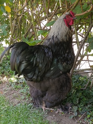 Brahma Jungtier - weiblich
