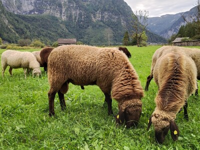 Braunes Bergschaf - männlich 1