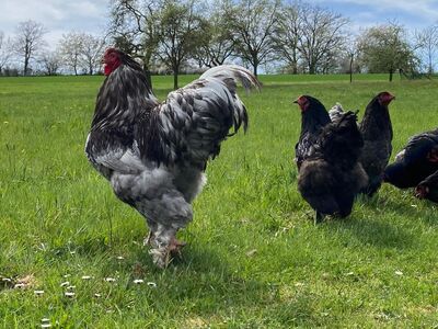 Bruteier Brahma blau grosse Rasse