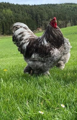 Bruteier Brahma blau grosse Rasse