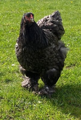 Bruteier Brahma blau grosse Rasse