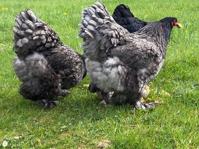 Bruteier Brahma blau grosse Rasse