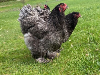 Bruteier Brahma blau grosse Rasse
