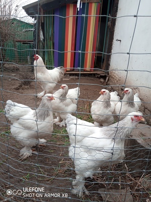 Bruteier von Brahma WSC , WBC , GBC