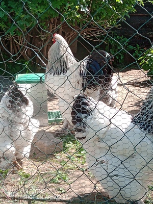 Bruteier von Brahma WSC , WBC , GBC