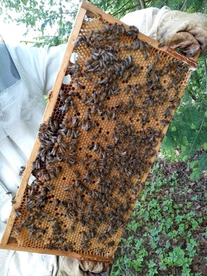 Carnica Jungtier - weiblich