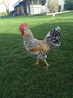 Cream Legbar Blauleger reinrassig - männlich