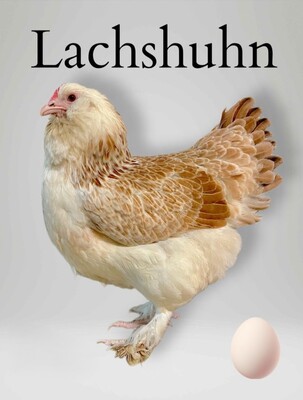 Deutsche Lachshühner Jungtier - weiblich