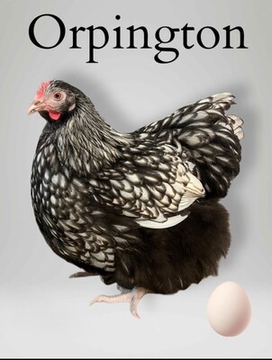 Deutsche Lachshühner Jungtier - weiblich